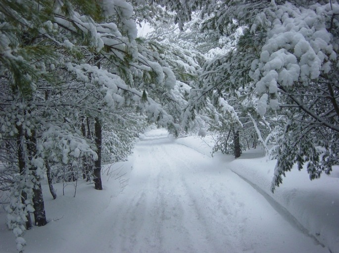 a snowy road through snow covered trees